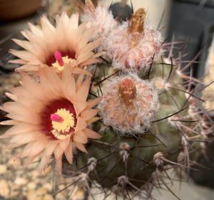 Pyrrhocactus vertongenii in Blüte