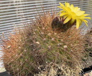 Soehrensia in Blüte