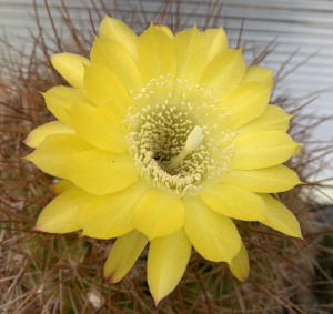 Soehrensia in Blüte
