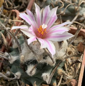 Turbinicarpus schmiedickeanus La Perdida in Blüte