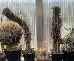 zwei Altpflanzen Euphorbia stellaspina