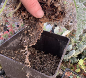 halbleerer Topf mit Pelargonium appendiculatum