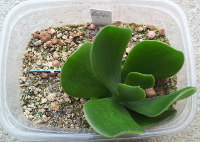 Aussaatschale Nr. 60 aus 2011