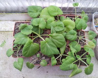 Pelargonium oblongatum
