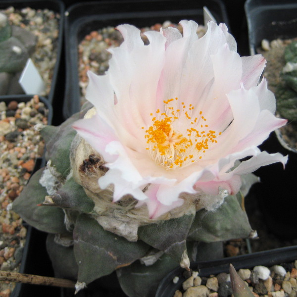 Ariocarpus furfuraceus in Blüte Ariocarpus furfuraceus