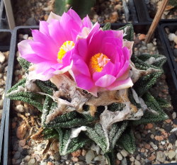 Ariocarpus bravoanus subsp. hintonii