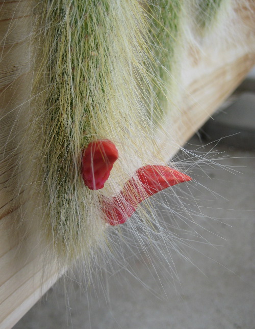 Cleistocactus colademononis Cleistocactus colademononis