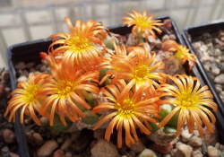 Conophytum tantillum × bilobum "tectum"