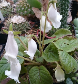 Blüten an Sinningia eumorpha