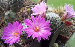 Erstblüte von Mammillaria napina