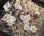 Mammillaria sanchez-mejorada