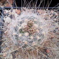 Pediocactus paradinei mit Knospen