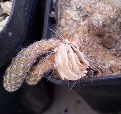 reife Samen an Pterocactus spec. HPT794