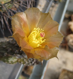 Pterocactus spec. HPT794 in Blüte