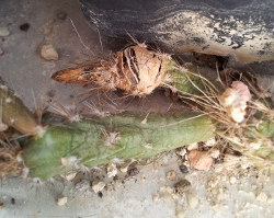 reife Samen an Pterocactus spec. HPT794