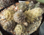 älterer Pterocactus hickenii