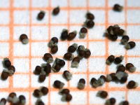 Strombocactus disciformis subsp. esperanzae