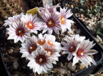 Turbinicarpus panarottoi