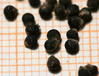 Talinum caffrum