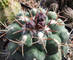 Thelocactus hexaedrophorus