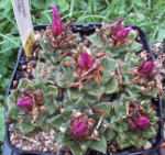 Topf mit Turbinicarpus alonsoi