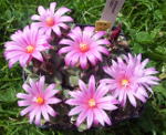 Topf mit Turbinicarpus alonsoi