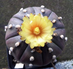 Blühende asterias-Hybride