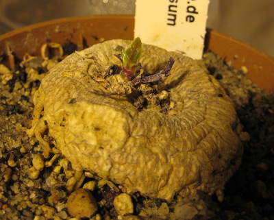 Brachystelma tuberosum treibt auch wieder aus ;)